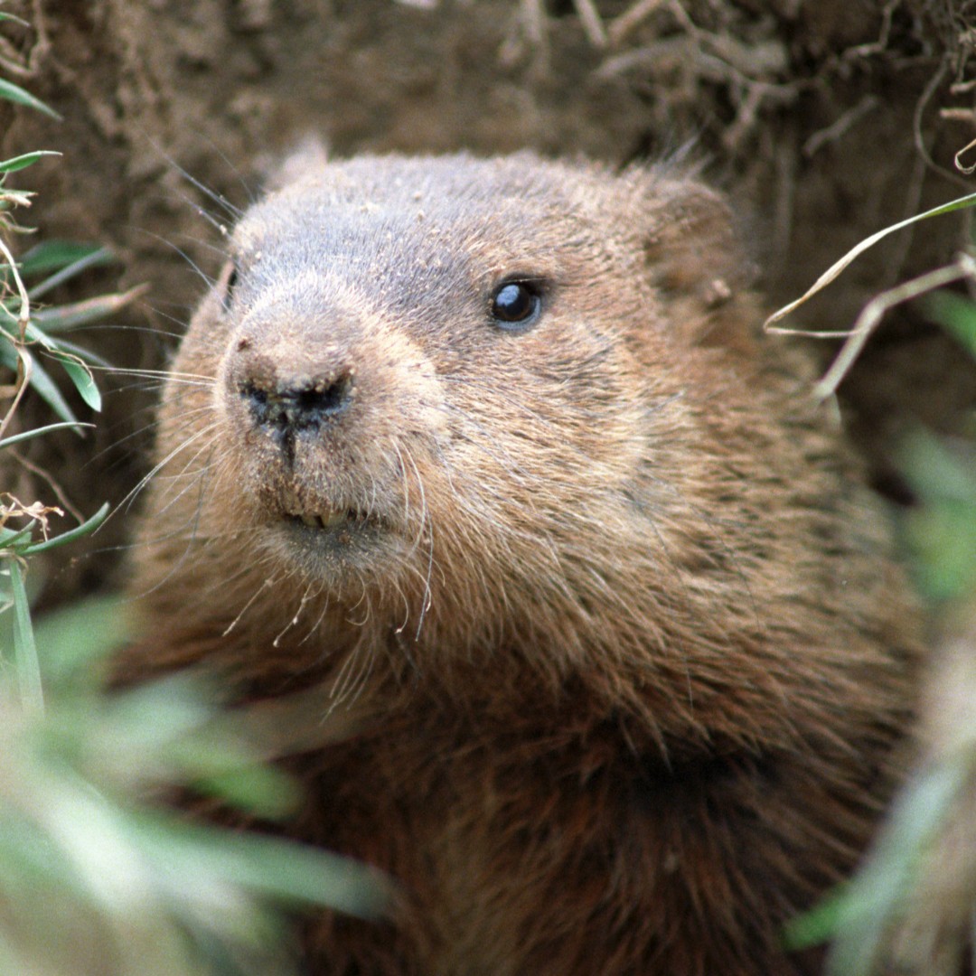 Not even Punxsutawney Phil can get out of a Zoom meeting! The Punxsutawney Groundhog Club announced that they'll be celebrating Groundhog's Day virtually this year. Check out this link for more information!